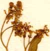Nitraria schoberi L., blomställning x8