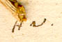 Nitraria schoberi L., närbild av Linnés text