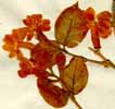 Nyctanthes sambac L., blomställning x4