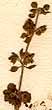 Ocimum basilicum L. var. ß anisatum Benth, inflorescens x8