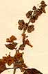 Ocimum basilicum L. var. ß anisatum Benth, blomställning x8