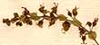 Ocimum sanctum L., inflorescens x8