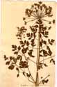 Oenanthe crocata L., framsida