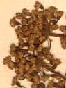 Oenanthe crocata L., inflorescens x8