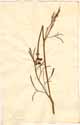 Oenanthe globulosa L., framsida