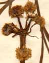 Oenanthe globulosa L., blomställning x6