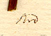 Oenanthe pimpinelloides L., närbild av Linnés text