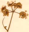 Oenanthe pimpinelloides L., inflorescens x5