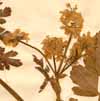 Oenanthe prolifera L., blomställning x4