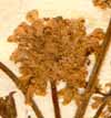 Oenanthe prolifera L., blomställning x8