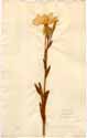 Oenothera longiflora L., front