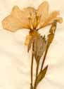 Oenothera longiflora L., flower x2