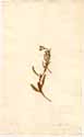 Oenothera pumila L., front