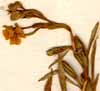Oenothera pumila L., inflorescens x8
