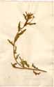Oenothera sinuata L., front