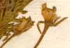 Oenothera sinuata L., flowers x8
