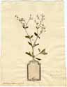 Oldenlandia paniculata L., framsida