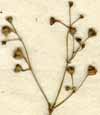Oldenlandia paniculata L., inflorescens x8