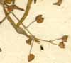 Oldenlandia umbellata L., närbild x8