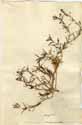 Oldenlandia umbellata L., framsida