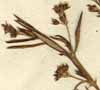 Oldenlandia umbellata L., blomställning x7