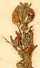 Ononis antiquorum L., blommor x8
