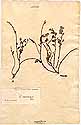 Ononis mauritanica L., framsida