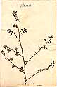 Ononis mitissima L., framsida