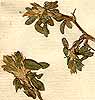 Ononis mitissima L., inflorescens x8