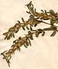 Ononis mitissima L., close-up, front x4