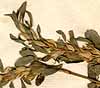 Ononis mitissima L., blomställning x8