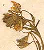 Ononis natrix L., blomställning x8