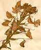 Ononis natrix L., inflorescens x4