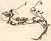 Ononis prostrata Burm.f., närbild, framsida