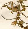 Ononis prostrata Burm.f., blomställning x8