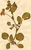 Ononis rotundifolia L., närbild, framsida x3