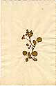 Ononis rotundifolia L., framsida