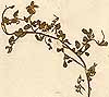 Ononis umbellata L., närbild, framsida