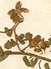 Ononis umbellata L., blomställning x8