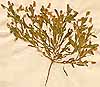 Ononis viscosa L., närbild, framsida x2