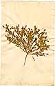 Ononis viscosa L., framsida