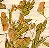 Ononis viscosa L., blommor x8