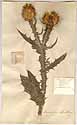 Onopordon acanthium L., framsida
