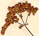 Origanum creticum L., blomställning x6