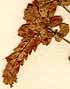 Origanum creticum L., blomställning x8
