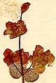 Origanum dictamnus L., inflorescens x8