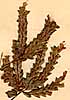 Origanum heracleoticum L., inflorescens x8