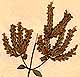 Origanum heracleoticum L., blomställning x6