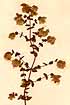 Origanum sipyleum L., flowers x3