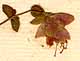 Origanum sipyleum L., flower x8